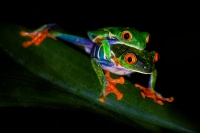 Listovnice cervenooka - Red-eyed Tree Frog - Agalychnis callidryas 3983